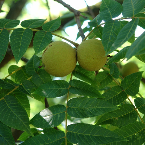 black walnut seeds for planting Buy Black walnut at your local garden center! – American Beauties Native Plants