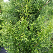 Juniperus virginiana 'Brodie' - Brodie Eastern Red Cedar