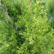 Juniperus virginiana 'Brodie' - Brodie Eastern Red Cedar