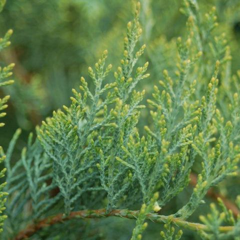 Juniperus virginiana 'Grey Owl' - Red Cedar