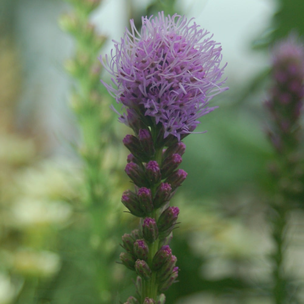 Buy Gayfeather or Blazing Star at your local garden center