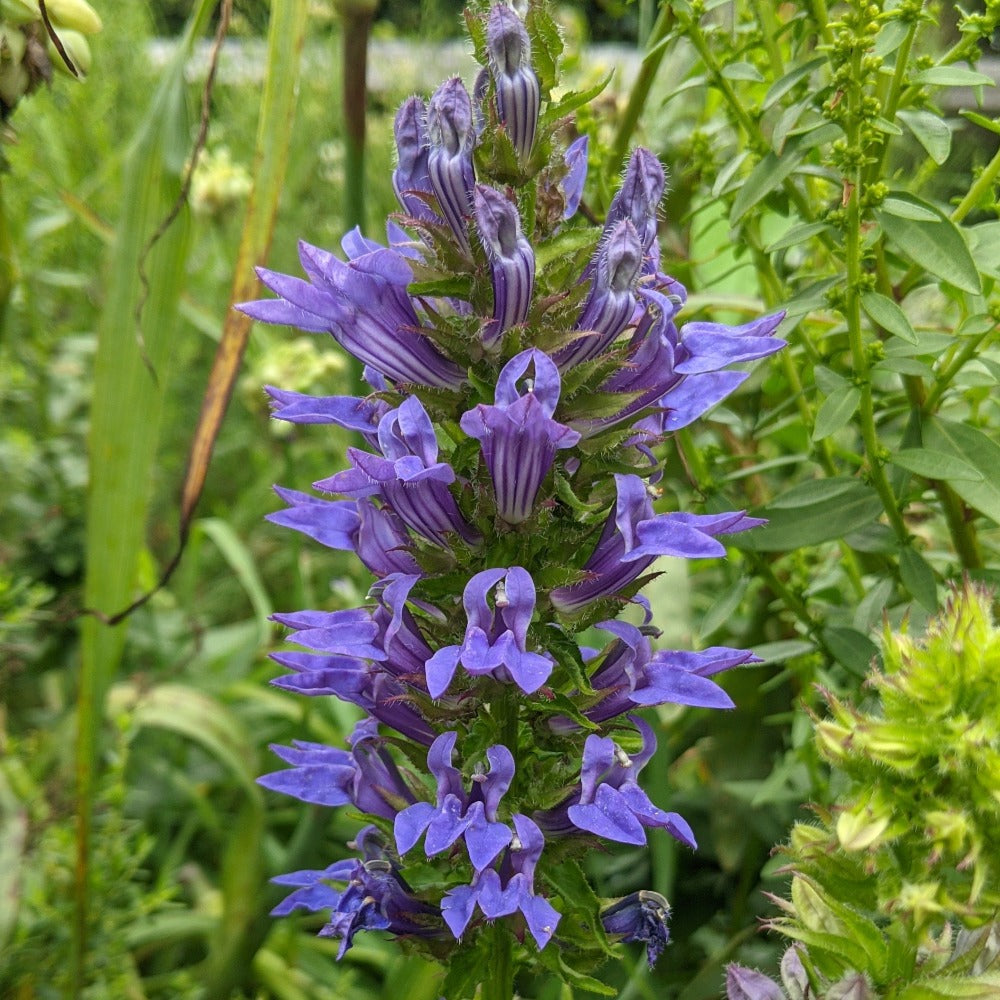 Buy Great Blue Lobelia at your local garden center! – American Beauties  Native Plants