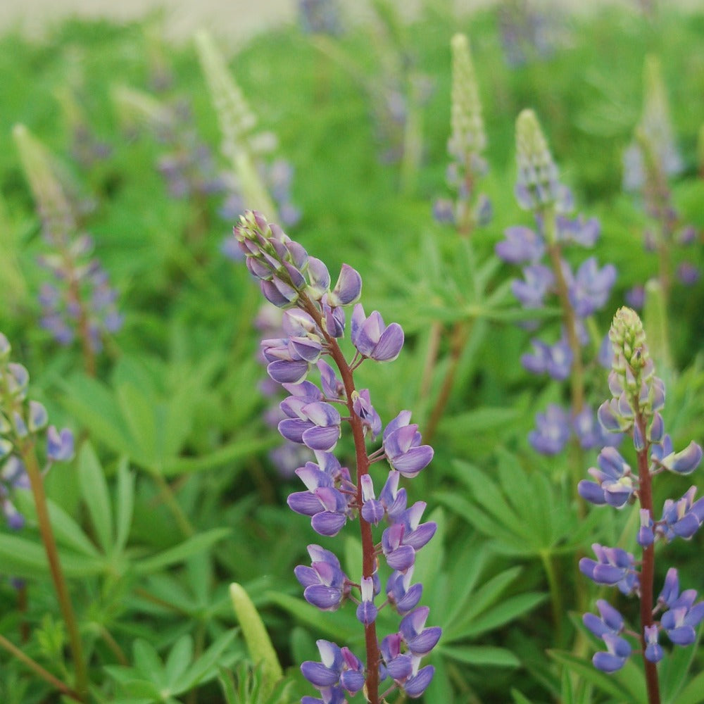 Buy Sundial Wild Lupine at your local garden center! – American