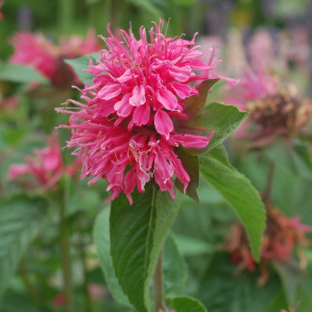 monarda_pinklace_ars07_1080x.