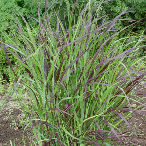 Panicum virgatum 'Shenandoah' - Switchgrass