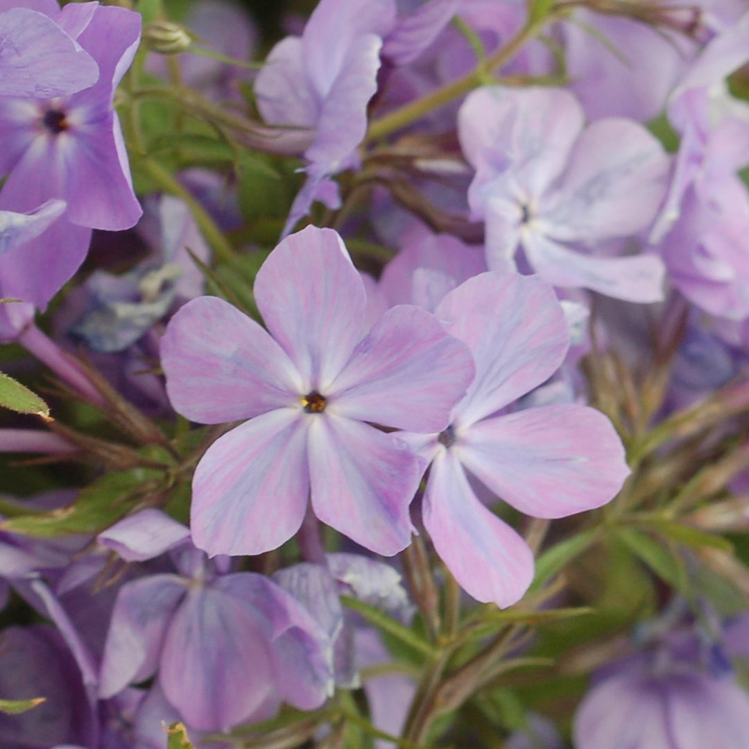 Buy Woodland Phlox at your local garden center! – American