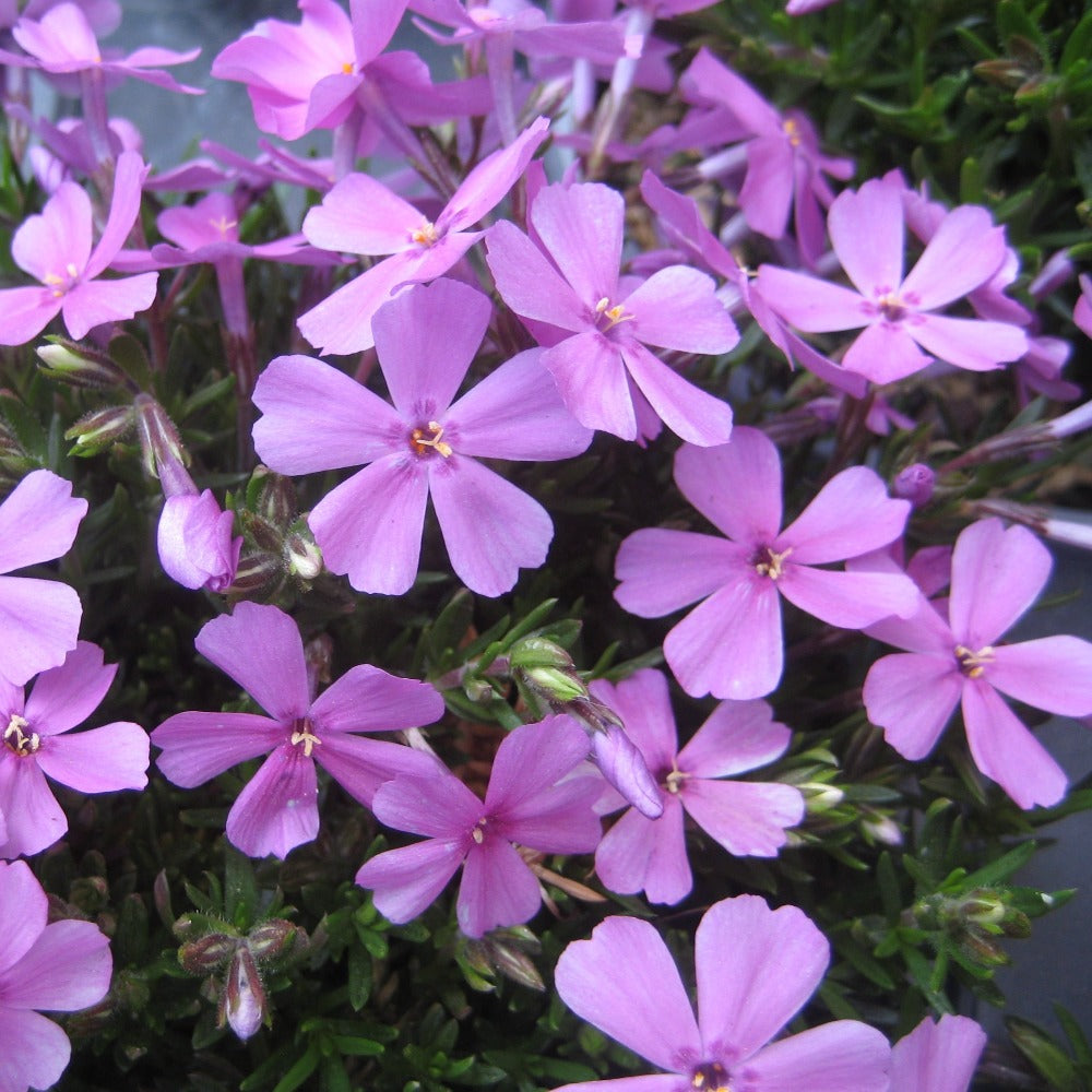 Buy Emerald Pink Moss Phlox at your local garden center