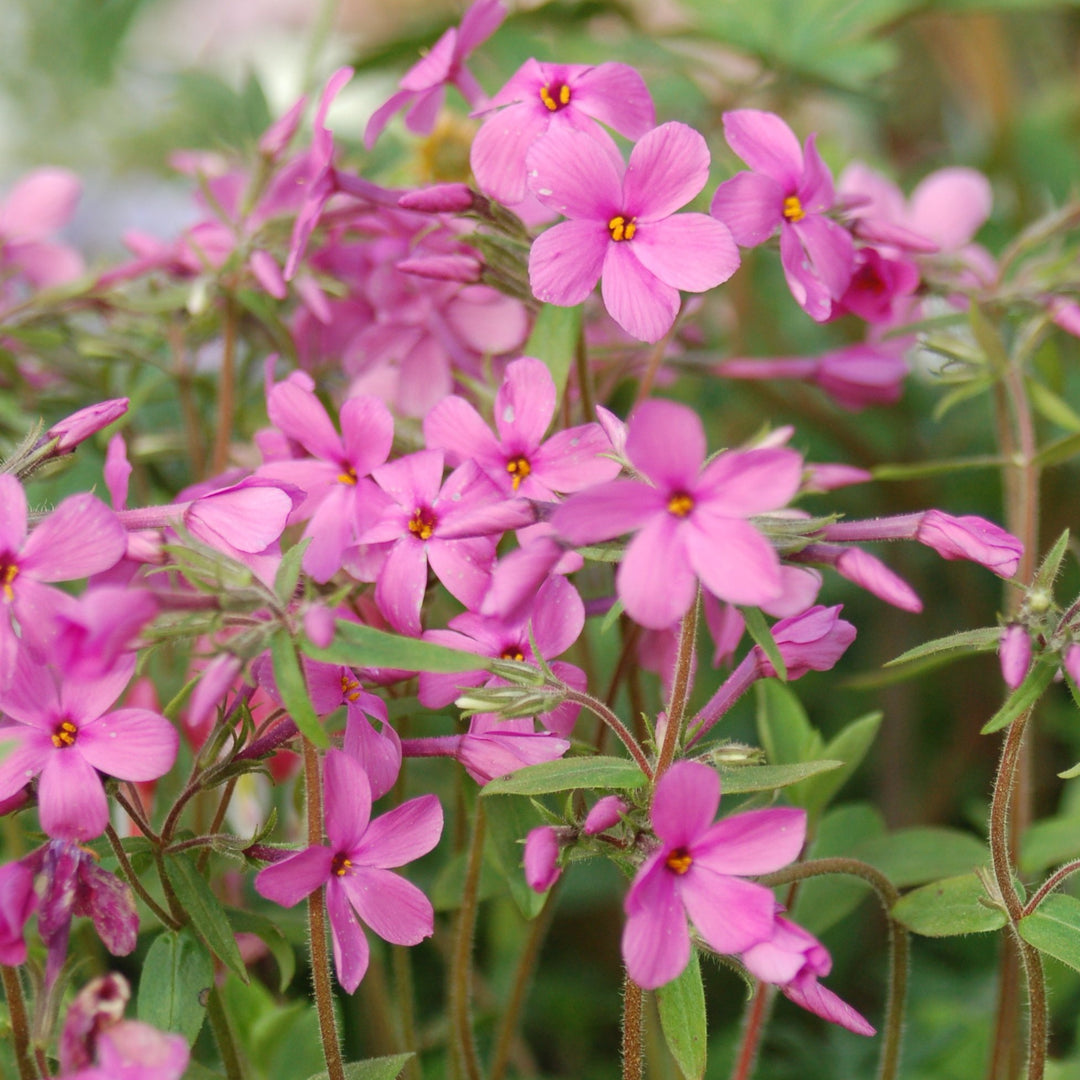 phlox_homefries41_1080x.jpg?v=