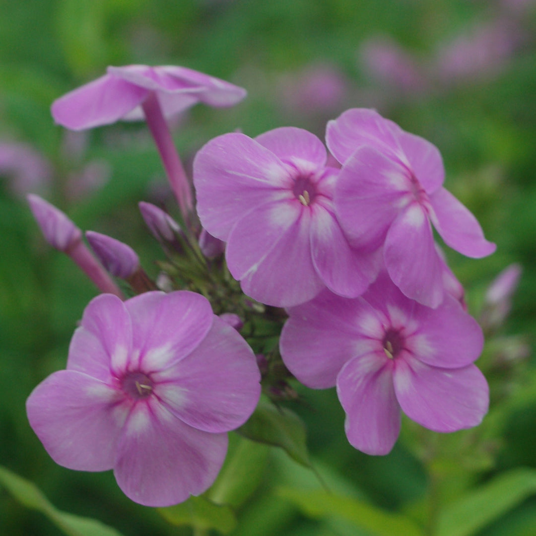Buy Garden phlox at your local garden center!  American Beauties Native  Plants