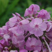 Phlox paniculata 'David's Lavender' - Garden phlox