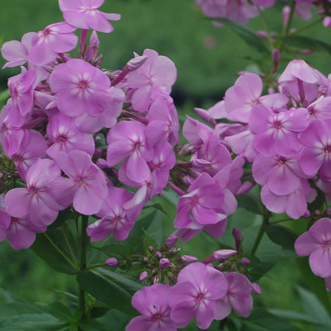 lavender phlox plants Buy Garden phlox at your local garden center! – American Beauties Native Plants