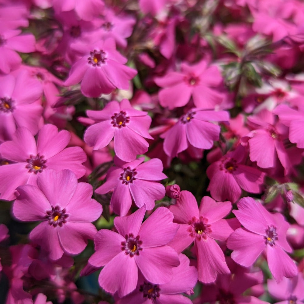 phlox_subulata_spring_hot_pink
