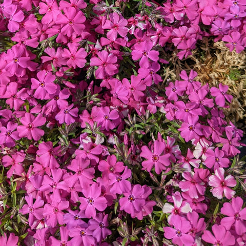 Phlox subulata Spring Hot Pink - Hot Pink Moss Phlox