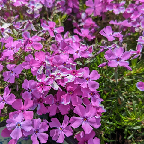Phlox subulata Spring Purple - Purple Moss Phlox