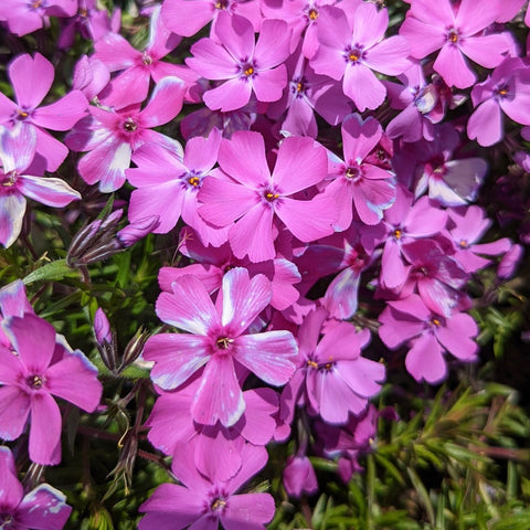 Phlox subulata Spring Purple - Purple Moss Phlox