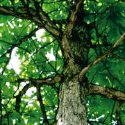 Quercus bicolor - Swamp White Oak