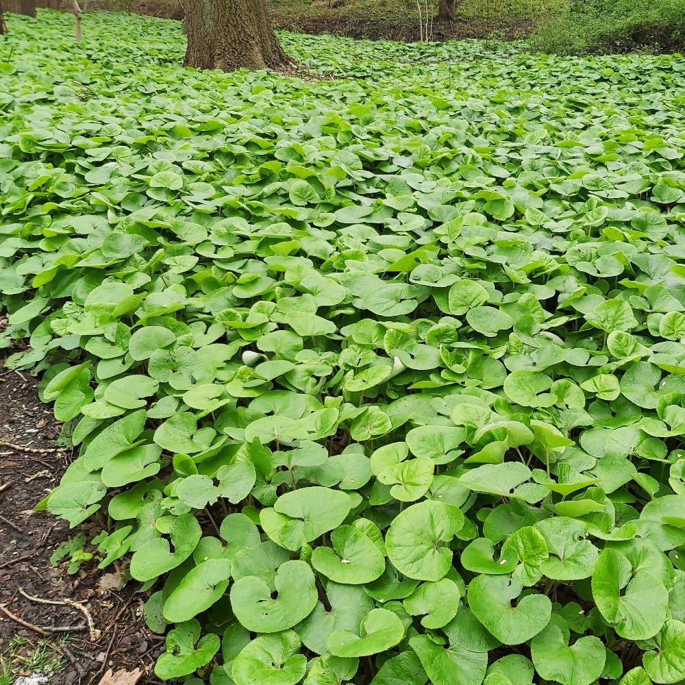 Wild outlet ginger