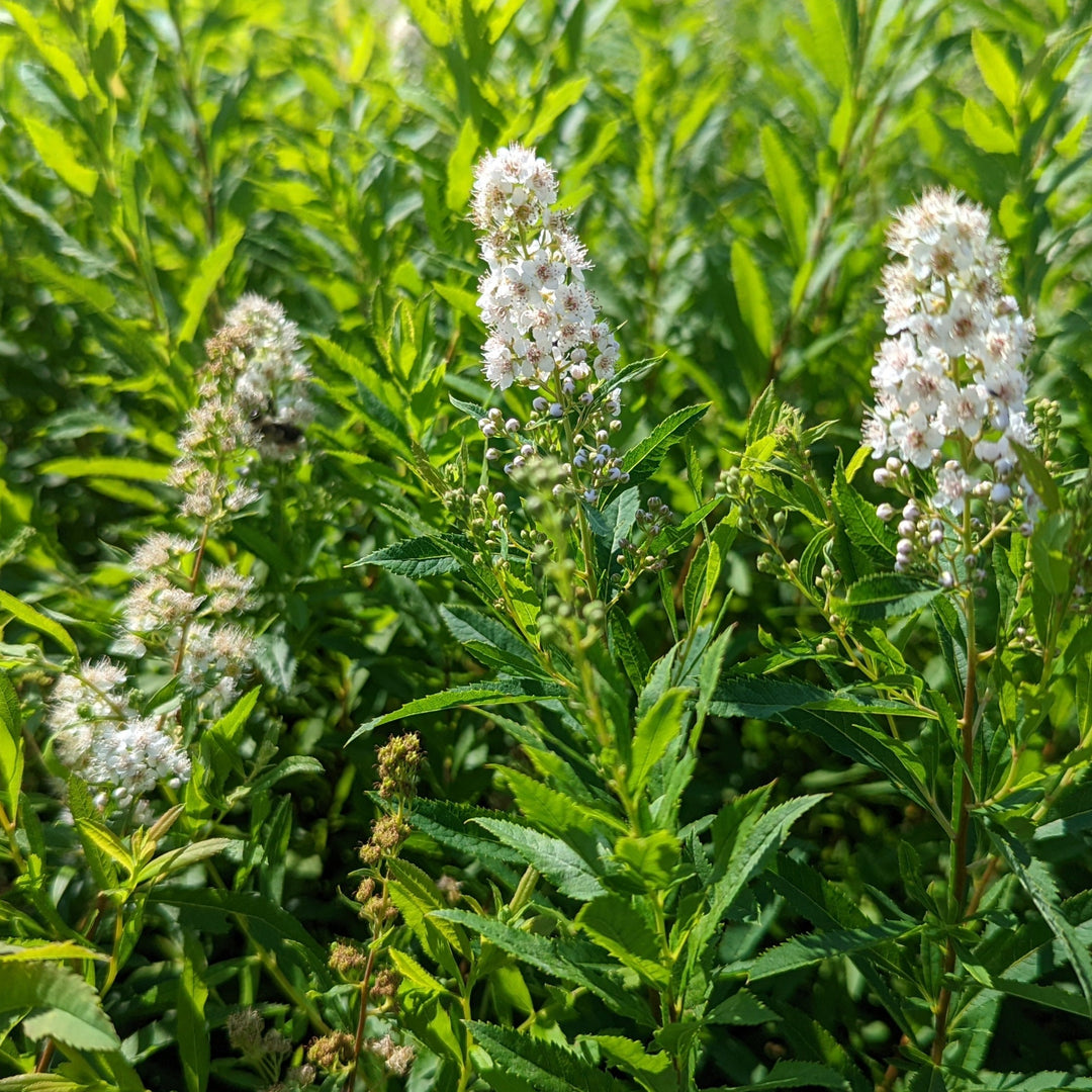 Buy Meadowsweet at your local garden center! – American Beauties Native  Plants