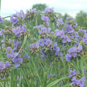 Tradescantia ohiensis - Spiderwort