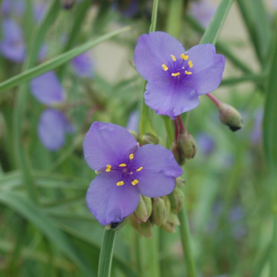 Buy Spiderwort at your local garden center! – American Beauties