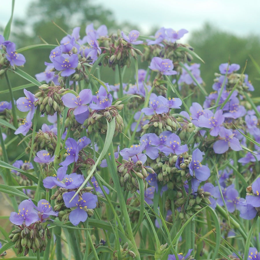 Buy Spiderwort at your local garden center! – American Beauties