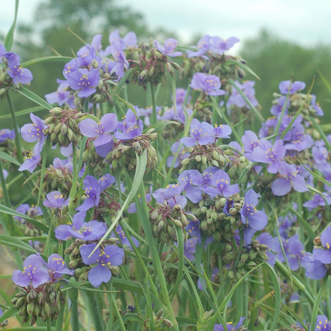 Tradescantia ohiensis - Spiderwort